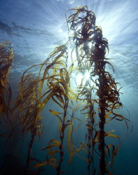 Cold , nutrient rich water captivates me far more then an... by Cal Mero 
